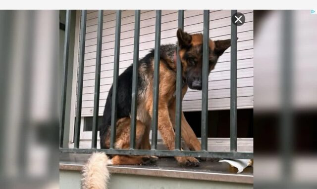 Tarzán, un pastor alemany deixat a l'ampit d'una finestra durant hores.